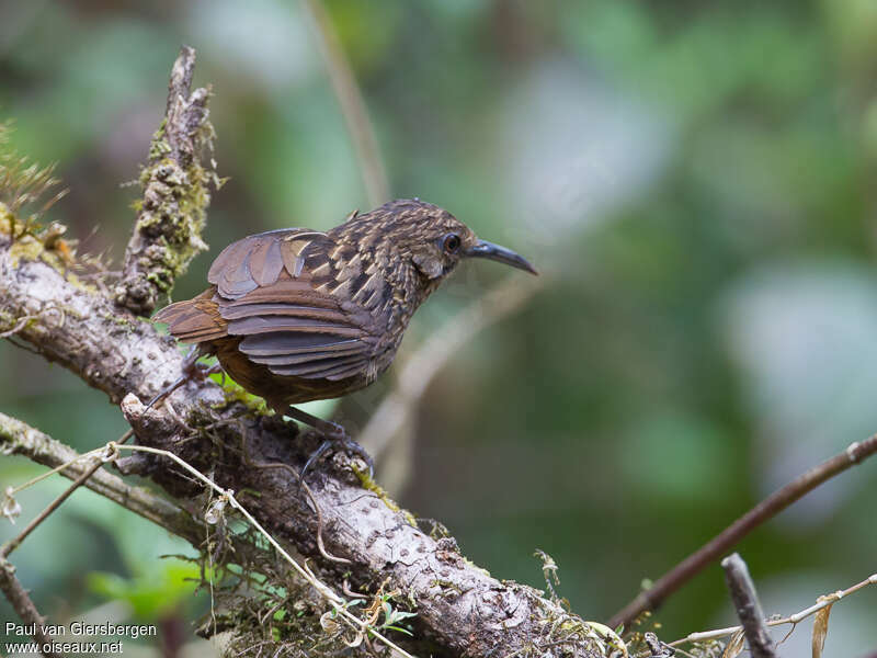 Turdinule à long becadulte, identification