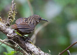 Long-billed Wren-Babbler