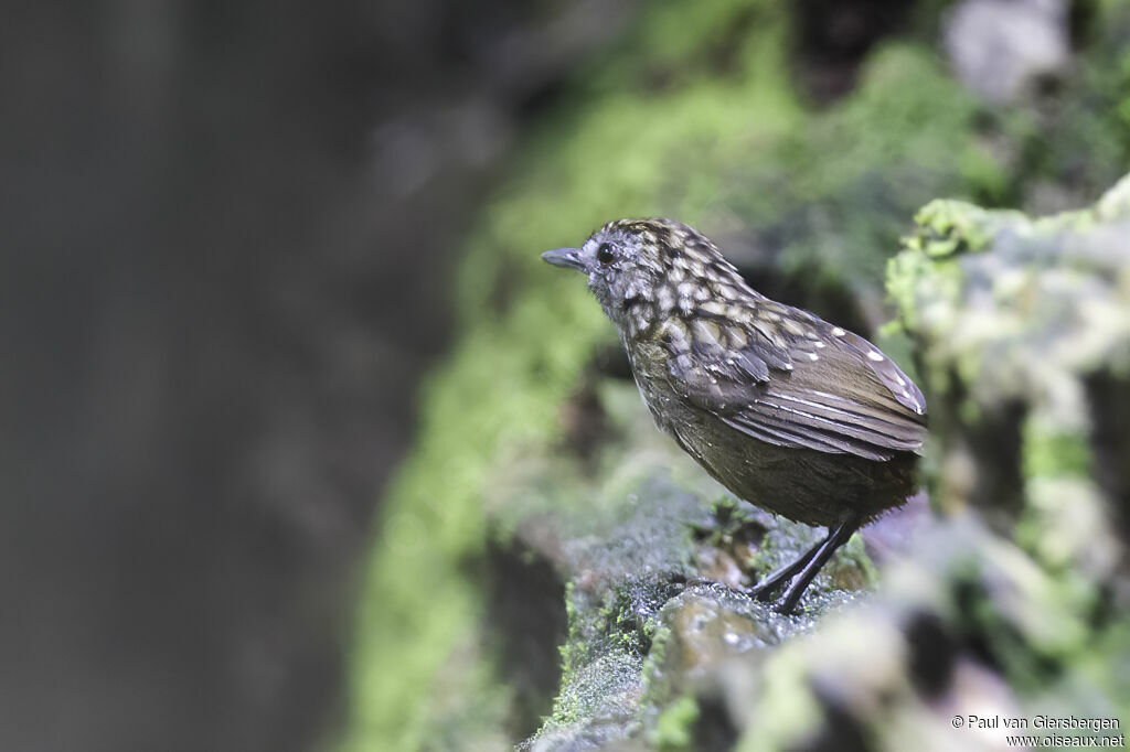 Streaked Wren-Babbleradult