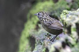 Streaked Wren-Babbler