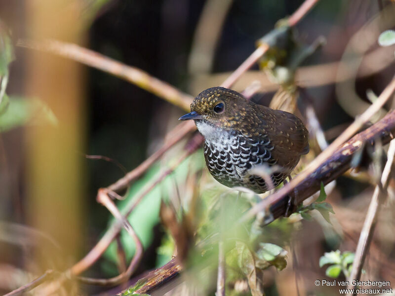 Scaly-breasted Cupwing