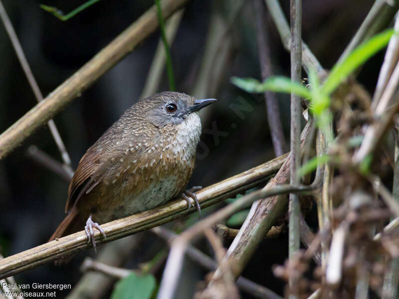 Turdinule chocolat mâle adulte, identification