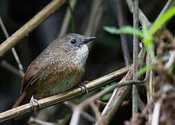 Naga Wren-Babbler