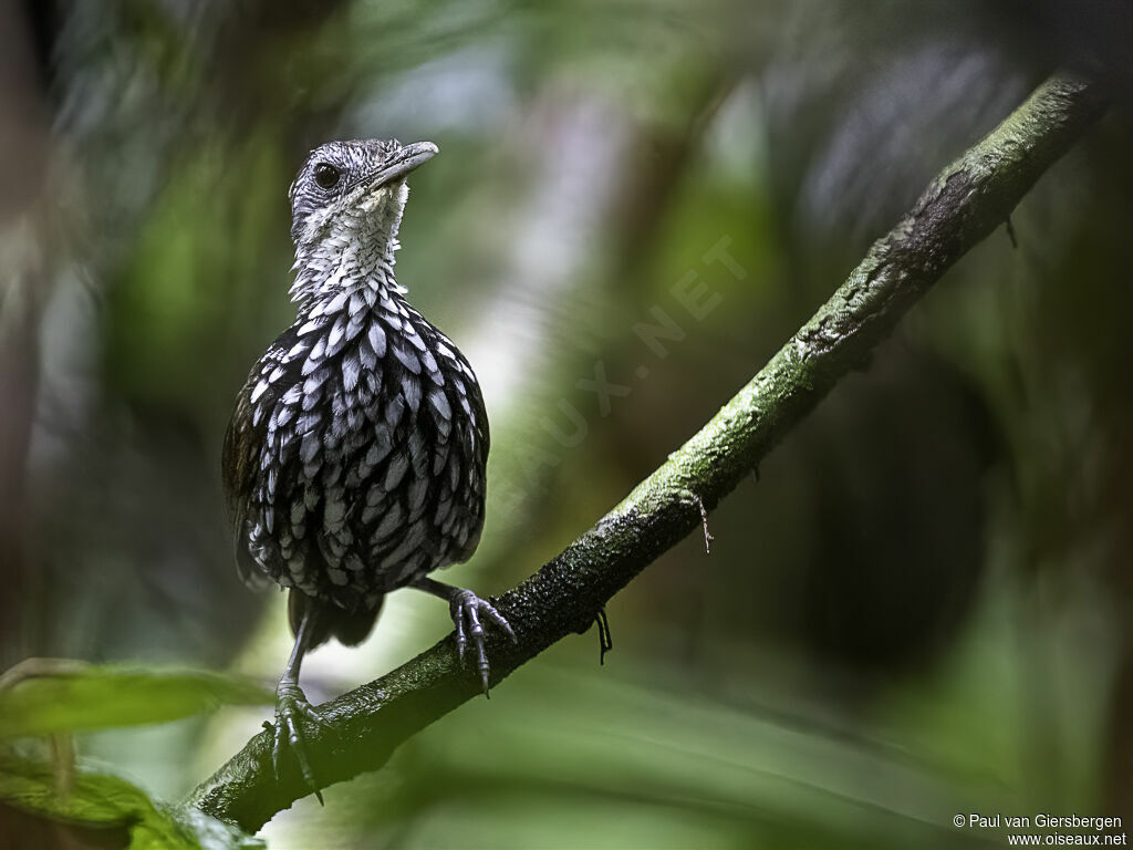 Bornean Wren-Babbleradult