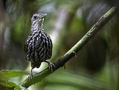 Bornean Wren-Babbler