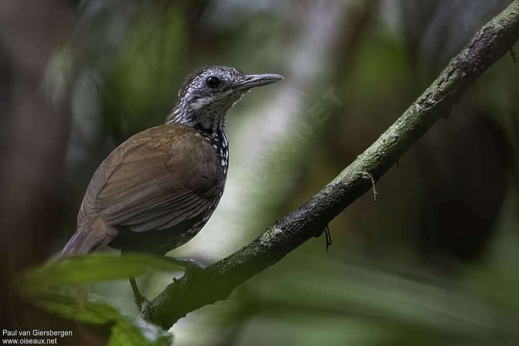 Bornean Wren-Babbleradult