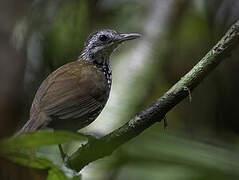 Bornean Wren-Babbler