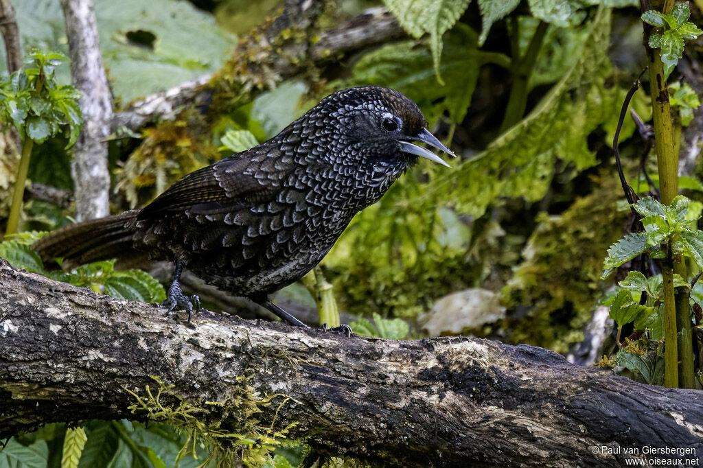 Cachar Wedge-billed Babbleradult