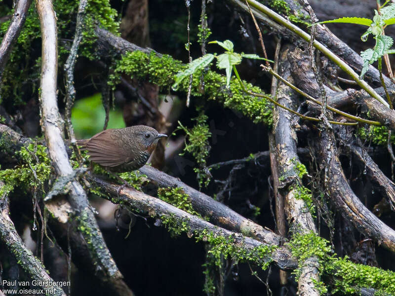 Rusty-throated Wren-Babbleradult, habitat