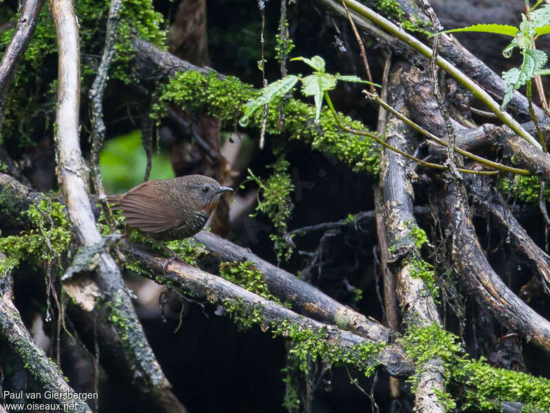 Mishmi Wren-Babbleradult, habitat