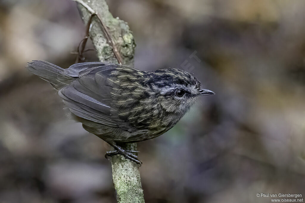 Turdinule des montagnesadulte