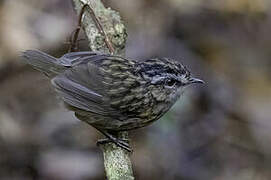 Mountain Wren-Babbler