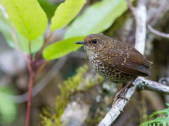 Pygmy Cupwing