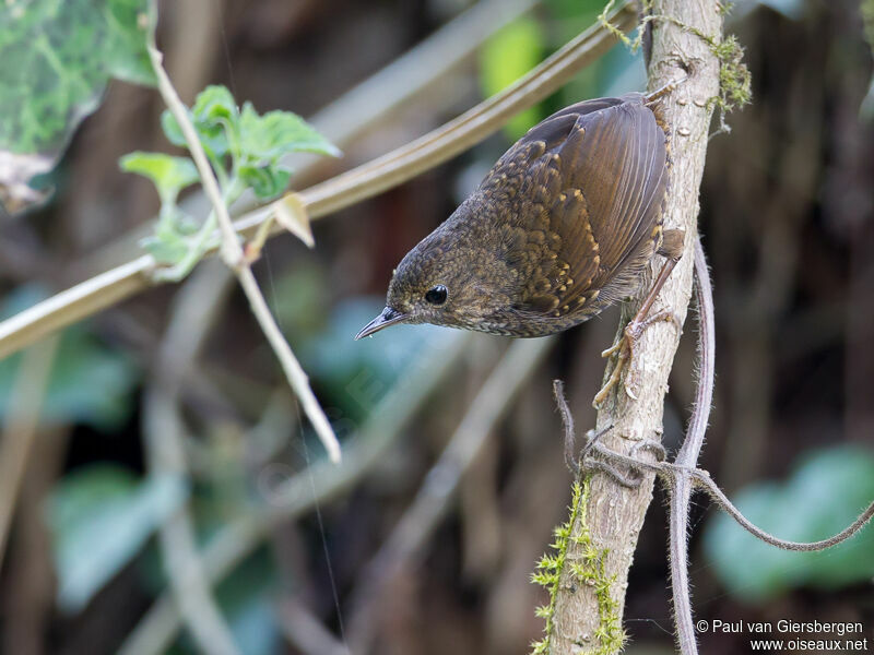 Pygmy Cupwingadult