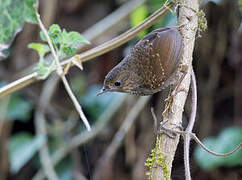 Pygmy Cupwing