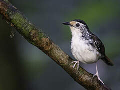 Striped Wren-Babbler