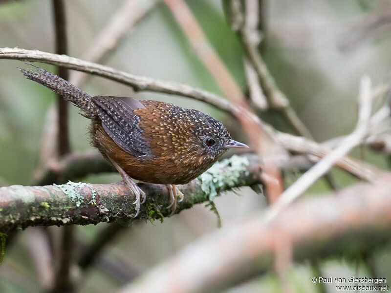 Bar-winged Wren-Babbler