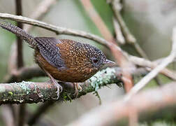 Bar-winged Wren-Babbler