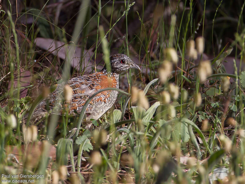 Painted Buttonquail