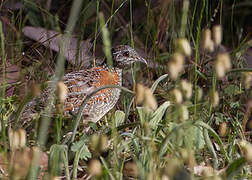 Painted Buttonquail