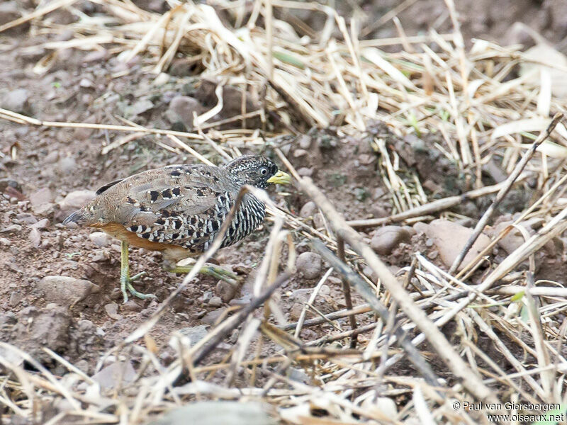 Barred Buttonquailadult