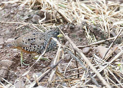 Barred Buttonquail