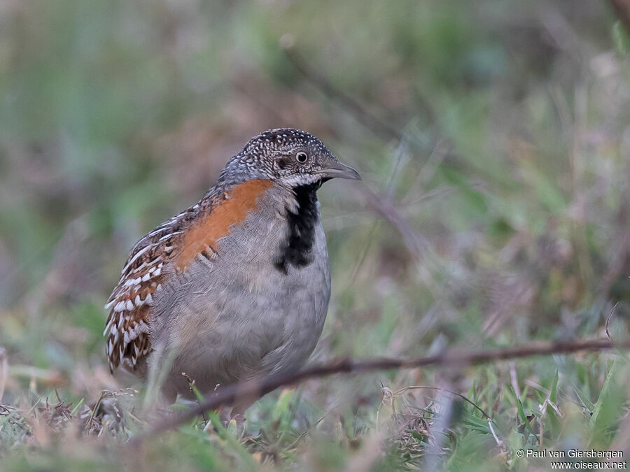 Madagascan Buttonquail female adult