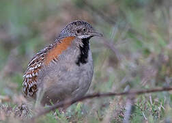 Madagascan Buttonquail