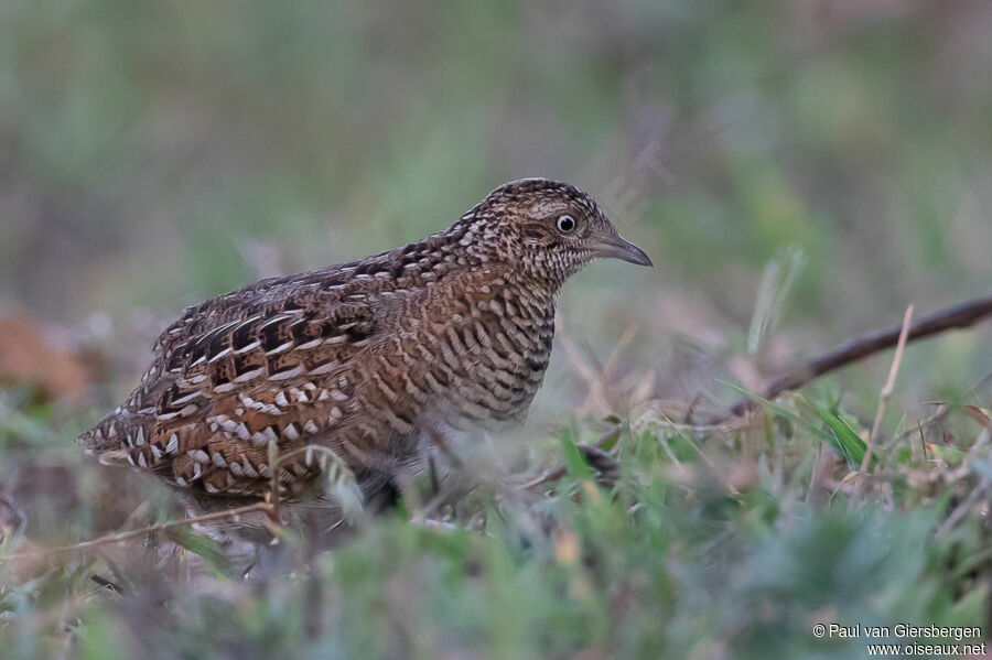 Madagascar Buttonquail male adult