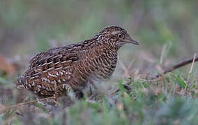 Madagascan Buttonquail