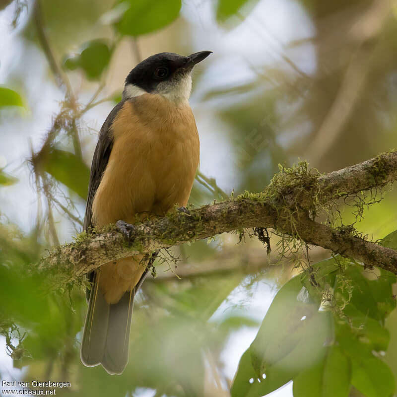 Tylas Vangaadult, identification