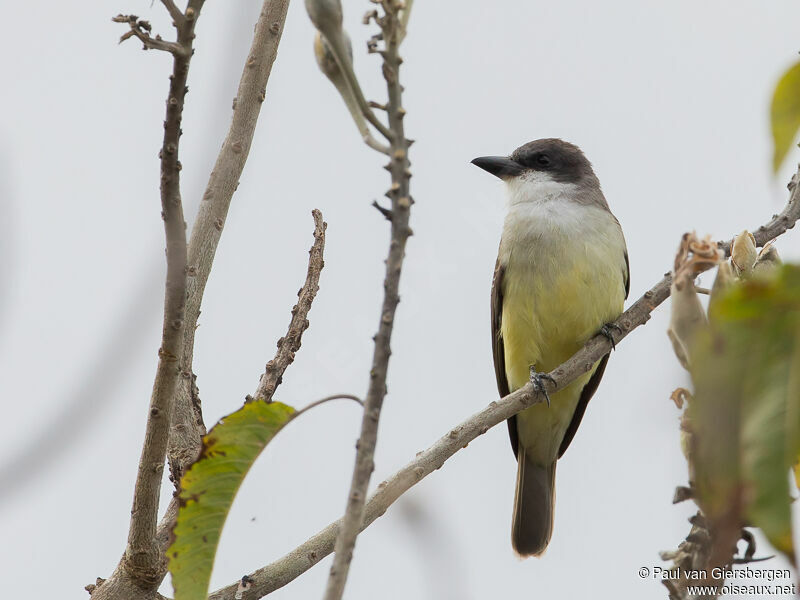 Thick-billed Kingbird