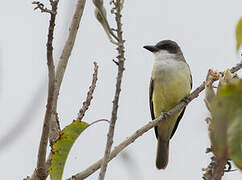 Thick-billed Kingbird