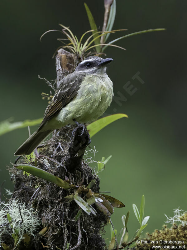 Golden-crowned Flycatcheradult