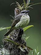 Golden-crowned Flycatcher