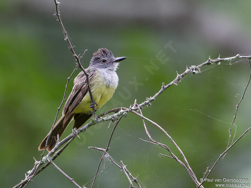 Sooty-crowned Flycatcher