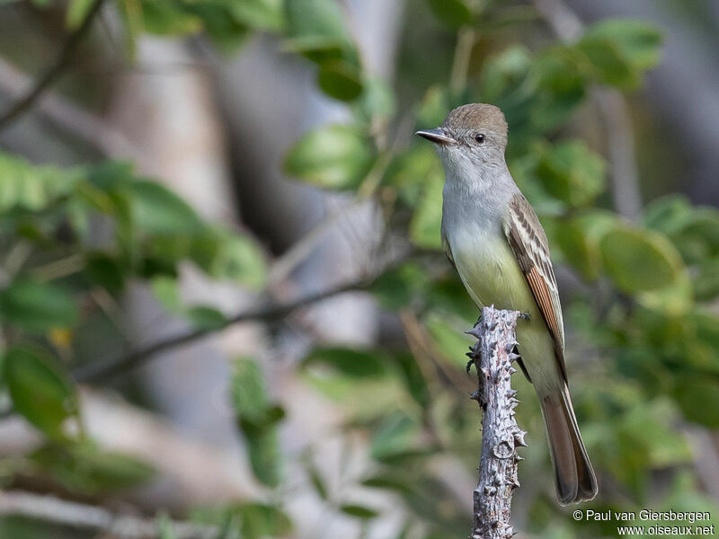 Ash-throated Flycatcher