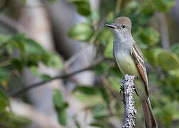 Ash-throated Flycatcher