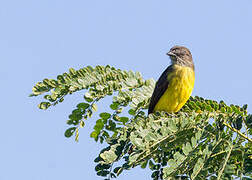 Dusky-chested Flycatcher