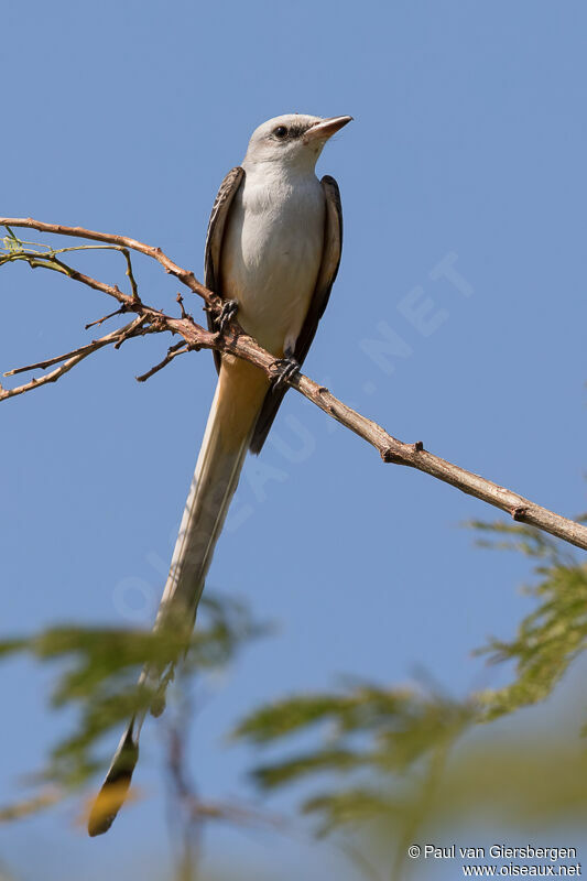 Scissor-tailed Flycatcher