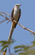 Scissor-tailed Flycatcher