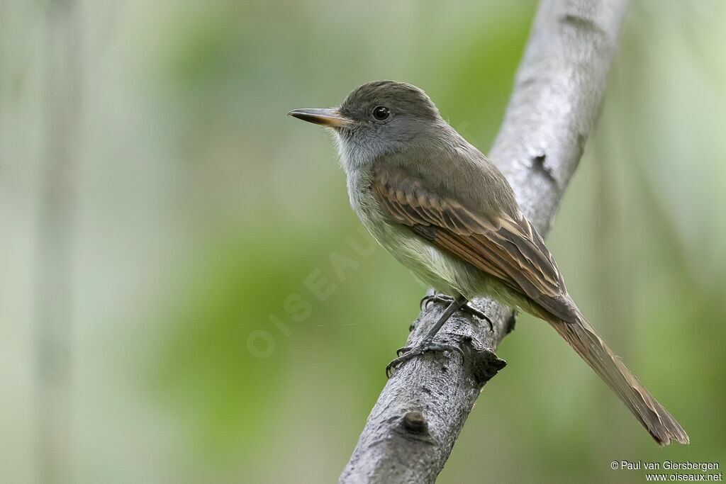 Rufous-tailed Flycatcheradult