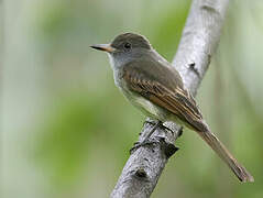 Rufous-tailed Flycatcher