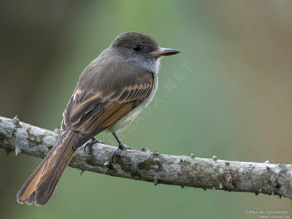 Rufous-tailed Flycatcheradult