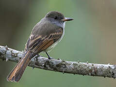 Rufous-tailed Flycatcher