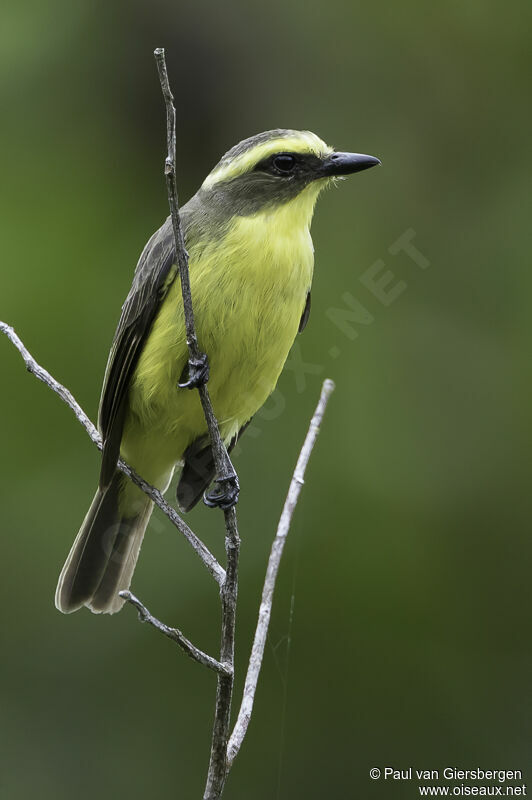 Lemon-browed Flycatcheradult