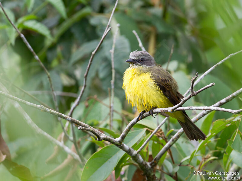 Grey-capped Flycatcher