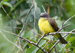 Grey-capped Flycatcher