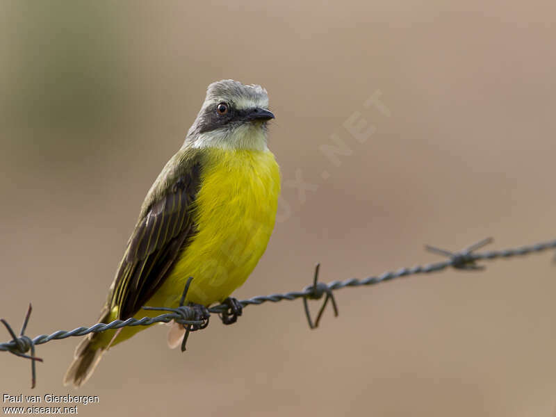 Grey-capped Flycatcheradult