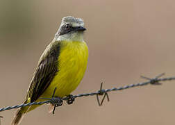 Grey-capped Flycatcher